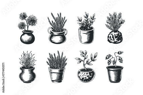 Collection of potted plants with detailed linework
