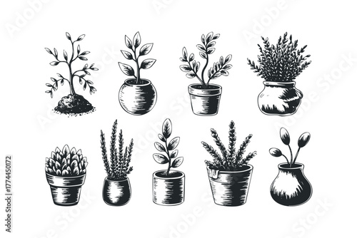 Collection of Hand Drawn Potted Plants and Seedling