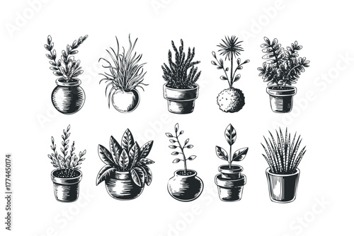 Collection of Ten Potted Houseplants in Sketch Style