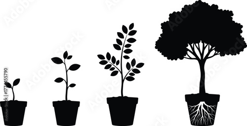 Growth stages of plant in pots, seedling to mature tree, nature life cycle, agriculture concept, environmental education, sustainability, ecology, development, progress, evolution, roots