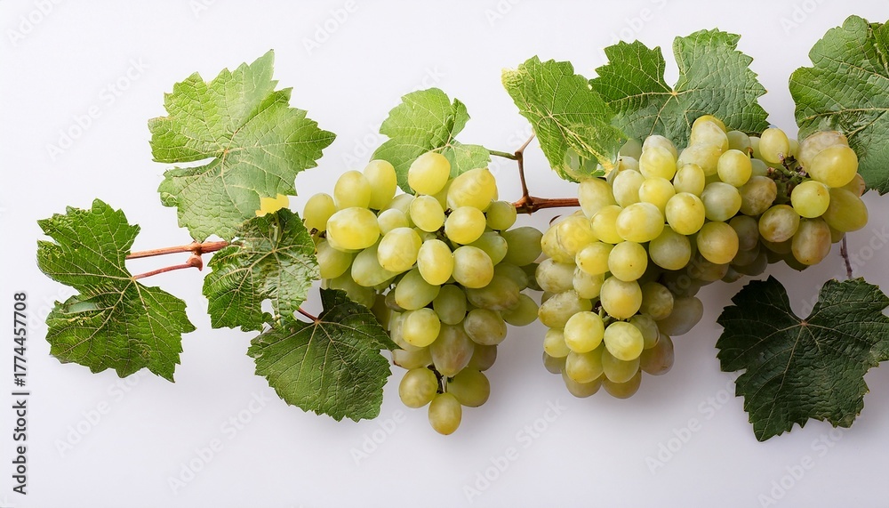 Obraz premium Grape Branch On Transparent Background Grapevine