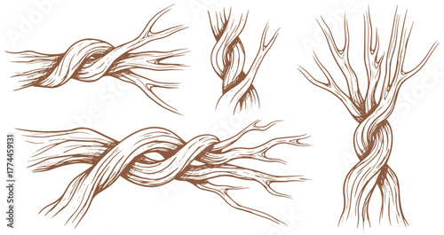 Entwined branches sketch art, botanical vector illustration for nature designs and rustic elements