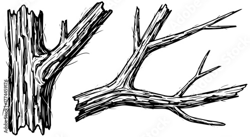 Striking sketch of weathered tree branches conveys strength and resilience of nature's beauty