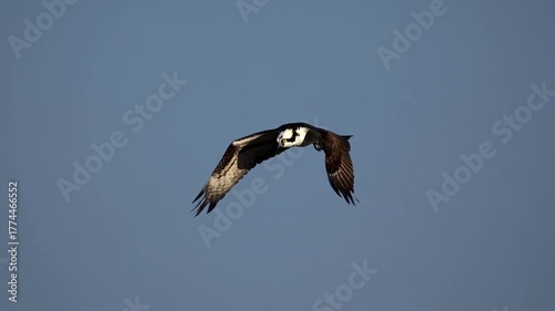 Aerial video capture of a bird in flight against a clear blue sky, showcasing its wingspan from a low-angle perspective, emphasizing freedom and grace.