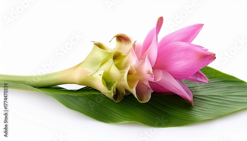 Siam Tulip Or Curcuma Flower Isolated On White Background