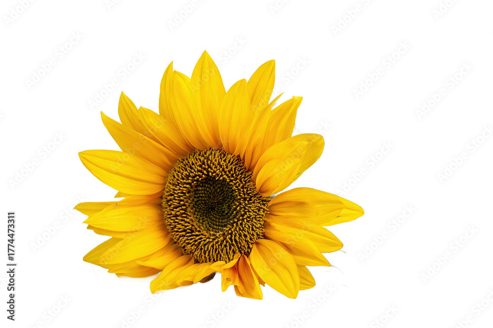 Fototapeta premium Close up of a vibrant yellow sunflower