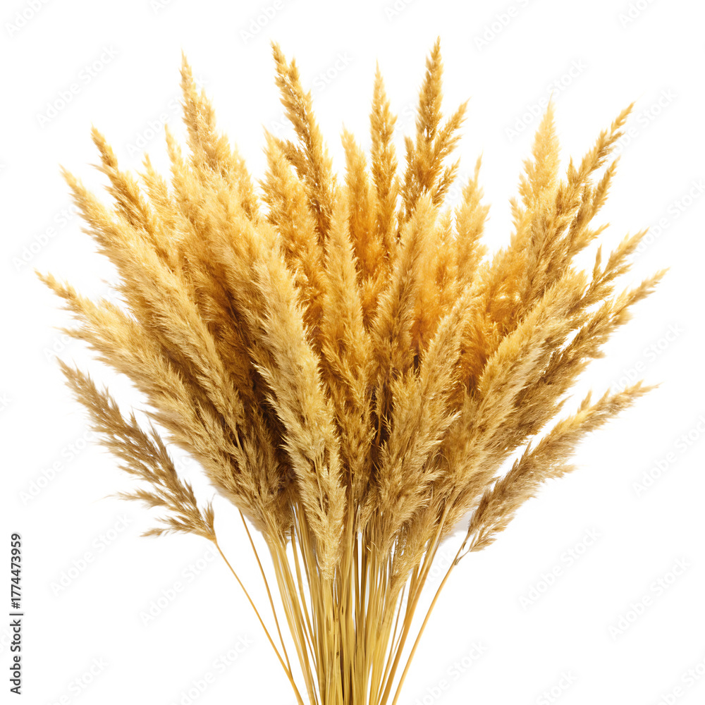 Fototapeta premium golden dry grass isolated on white background ,PNG. AI Generated.