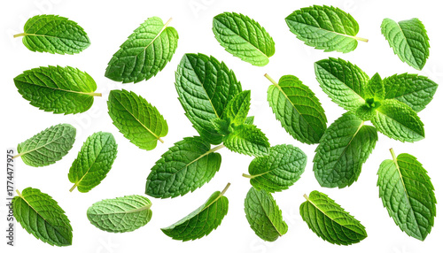 Fresh, green mint leaves are scattered across a stark black background. Light reflects off the leaves, highlighting veins