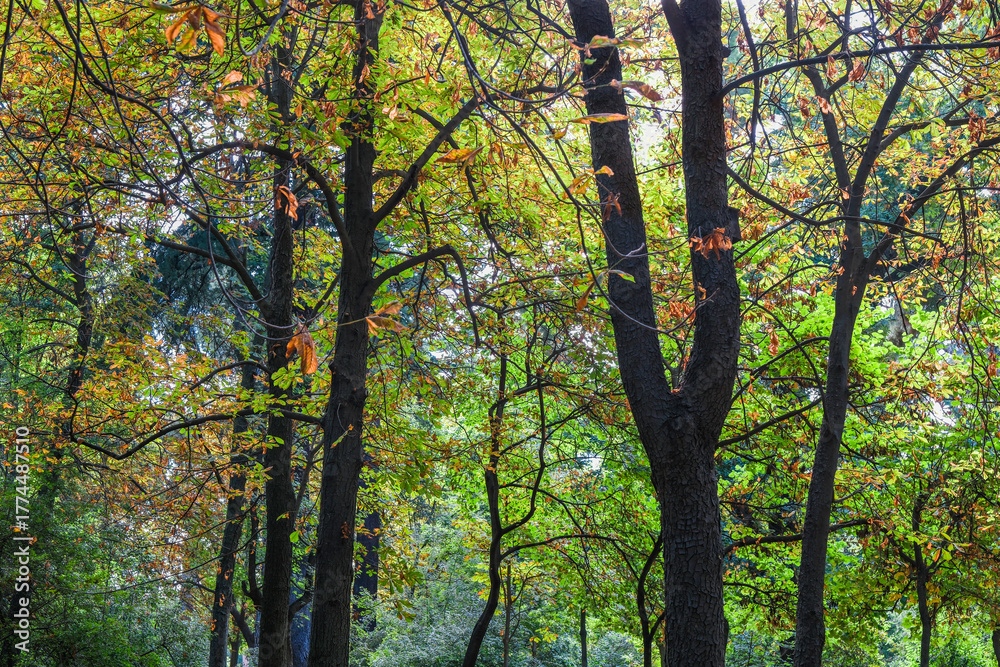 Fototapeta premium Autumn, forest, El Retiro Park, Madrid, Spain, Europe