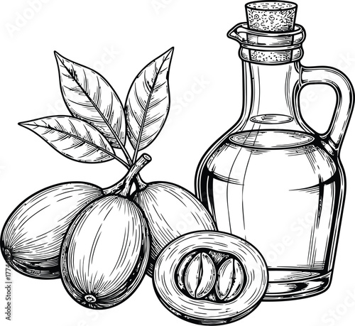 Illustration of argan oil bottle and argan fruits with leaves