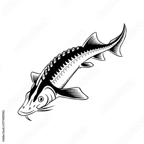 Vector illustration of sturgeon fish on a white background
