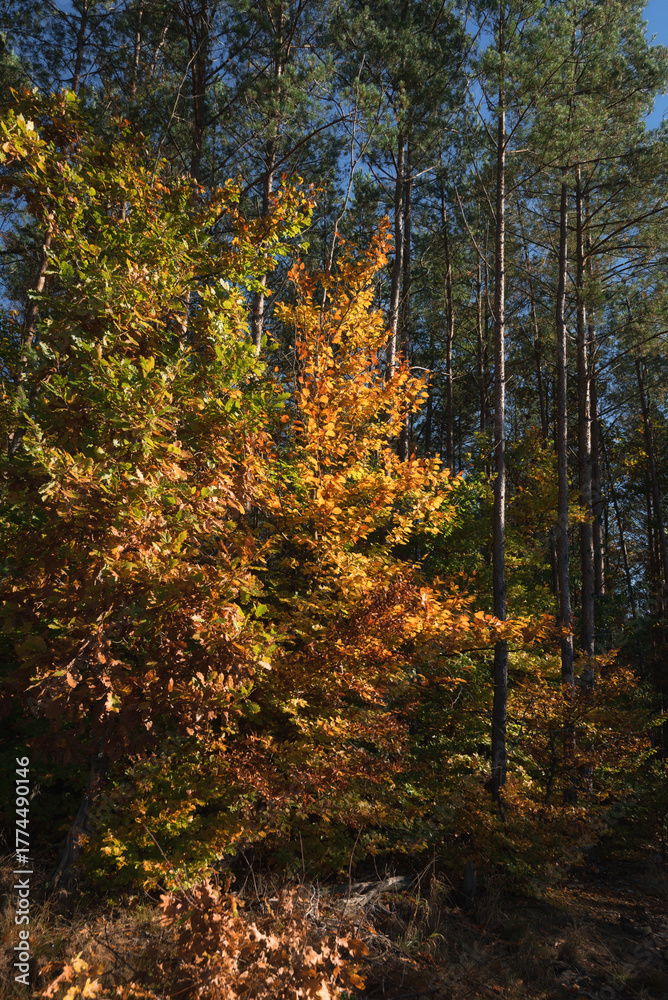 Obraz premium LANDSCAPE OF GOLDEN AUTUMN - Colorful tree leaves against the background of a pine forest 
