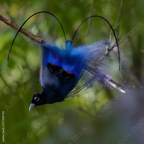 Mesmerizing Display of a Twelve-wired Bird-of-Paradise