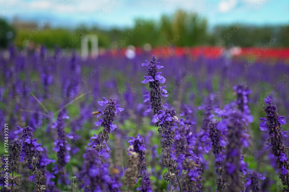 Naklejka premium Purple Salvia flower farm