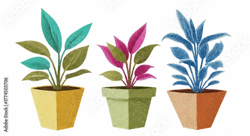 Three Vibrant Potted Plants with Colorful Leaves on White Background.