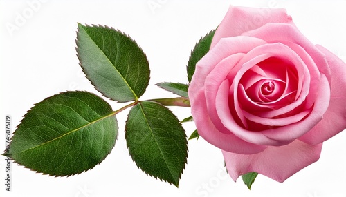 Pink Rose Flower On Stem With Leaves Isolated