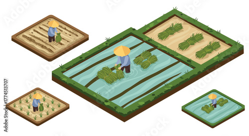 Isometric farmer working in rice fields across various growth stages