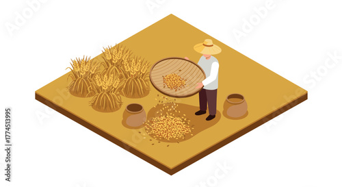 Isometric farmer separating harvested wheat grain in traditional process