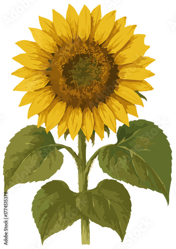 Helianthus annuus