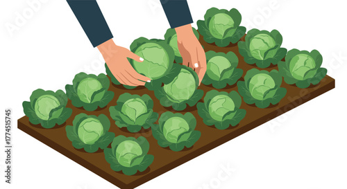 Gardening hands tending vibrant cabbage crop in lush garden bed