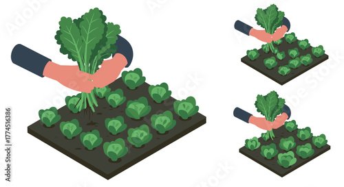 Hands harvesting kale on urban garden bed: sustainable agriculture concept