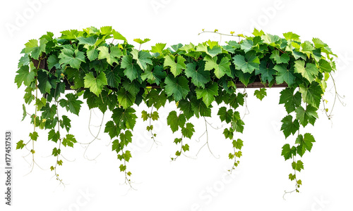 Grape vine leaves hanging down gracefully from a wooden trellis, showcasing lush green foliage and curling tendrils against a white background.
