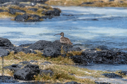 Ein Regenbrachvogel am felsigen Strand in Mauritius