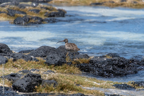 Ein Regenbrachvogel am felsigen Strand in Mauritius