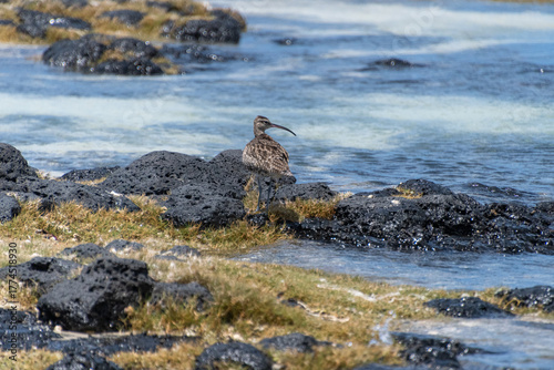 Ein Regenbrachvogel am felsigen Strand in Mauritius