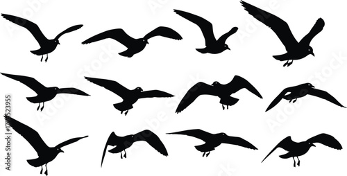 Collection of black silhouette seagull bird wing flapping flying poses isolated on white