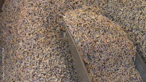 Bulk Dried Lavender for Sale