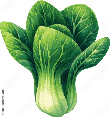 Vector watercolor painted illustration of a bok choy2