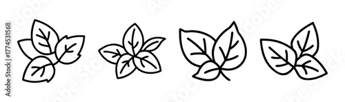 Fresh green basil leaves vector illustration scalable graphic design