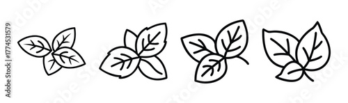 Fresh basil leaves vector illustration scalable graphic design element