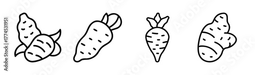 Jerusalem artichoke vector illustration of edible tuber and plant