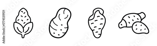 Jerusalem artichoke vector illustration farm garden plant edible tuber