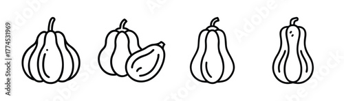 Vector illustration of an acorn squash for graphic design use