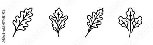Scalable vector illustration of fresh arugula leaves for healthy eating