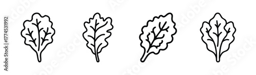 Modern vector illustration of a kale leaf healthy food ingredient