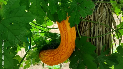 momordica fruit on the tree