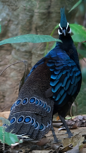 Enchanting Palawan Peacock-Pheasant