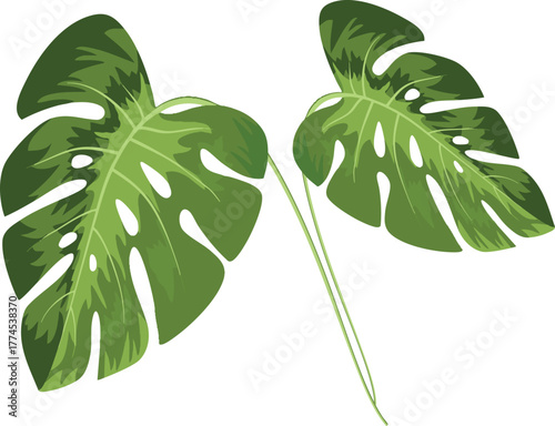 The widow plant or its Latin name Monstera adansonii is a species of flowering plant from the Araceae family that grows widely in South America and Central America.