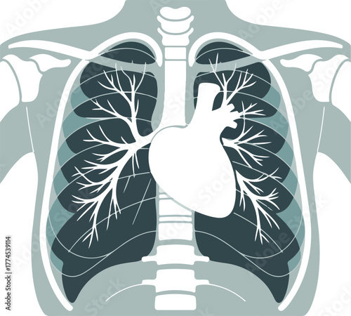 Human respiratory and circulatory system vector illustration of lungs heart and rib cage