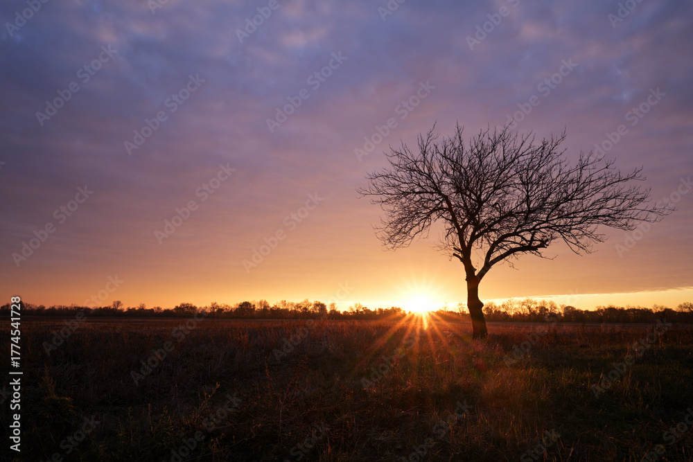 Fototapeta premium Lonely tree at sunset on a rural field under colorful evening sky