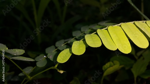 Bhumi Amla is commonly known as chanca piedra, Perfect for documentaries about tropical rainforests and World Nature Conservation Day on July 28th. Natural photos. Photo taken in the forest. abrus,