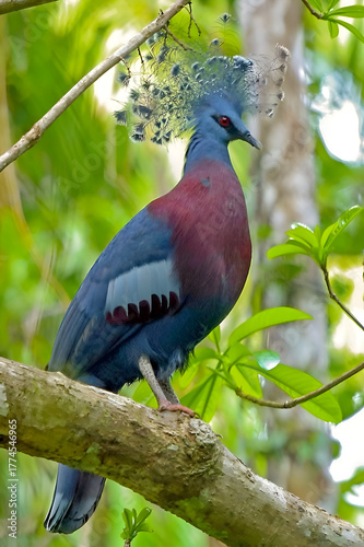 Magnificent Victoria Crowned Pigeon