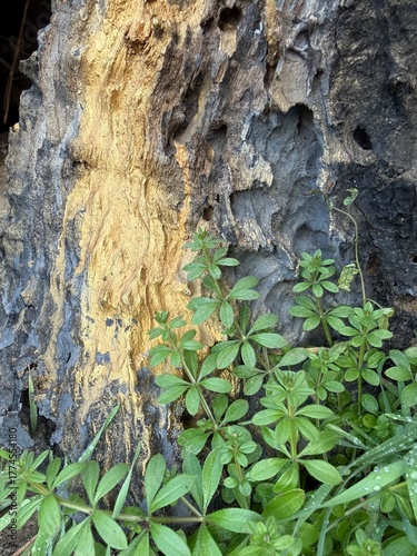 Golden Bark Texture with Fresh Green Plants and Dew Drops