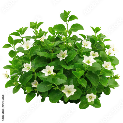Beautiful green plant with white flowers thriving indoors near a bright window during daytime on transparent background
