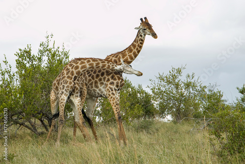 Photography Giraffes necking, neck fighting (necking) in Kruger National Parkking, neck figh