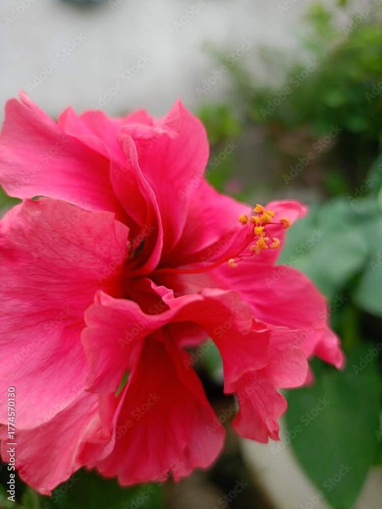 Naklejka premium Red hibiscus flower 🌺, Beautiful hibiscus flower, my mobile photography,